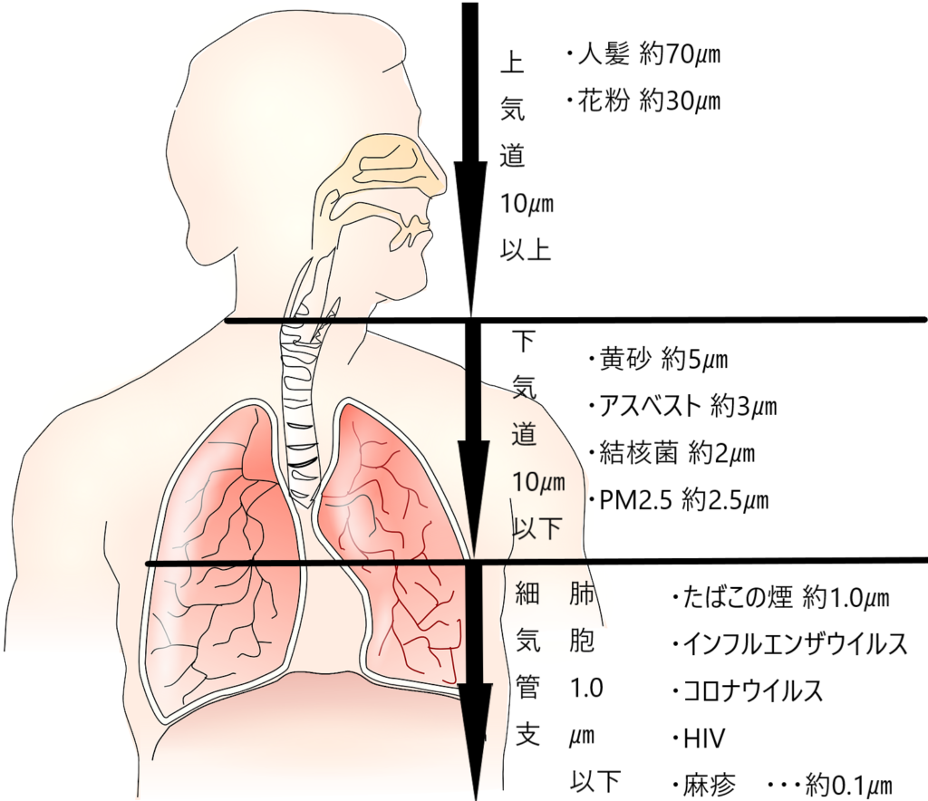 新型コロナウイルス 黄砂 花粉 Pm2 5 大きさは 比較したらどれが大きい マスクの効果は ぼー先生の救急救命は俺に任せろ